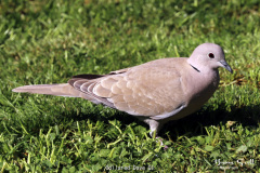 Collared Dove