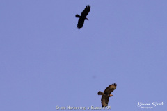 Crows Harassing a Buzzard