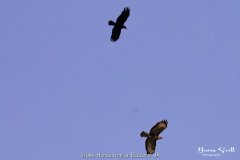 Crows Harassing a Buzzard