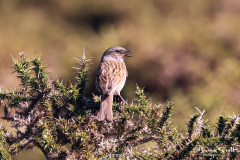 Dunnock