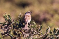 Dunnock