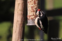 Great Spotted Woodpecker Male