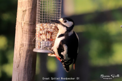 Great Sptted Woodpecker