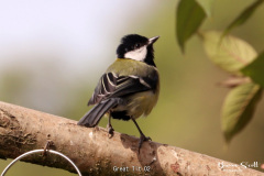 Great Tit