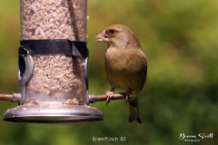 Greenfinch