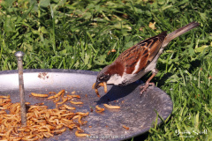 House Sparrow