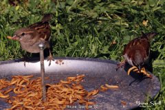 House Sparrow