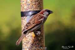House Sparrow Male
