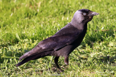 Jackdaw