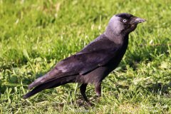 Jackdaw