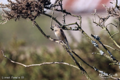 Linnet Female