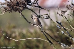 Linnet Female