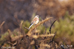 Linnet Female