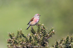 Linnet Male