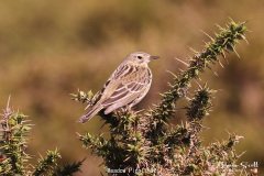 Meadow Pippit