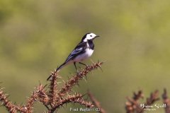 Pied Wagtail