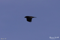 Raven