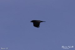 Raven