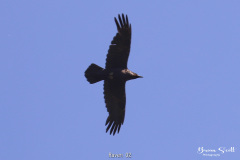 Raven