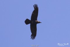 Raven