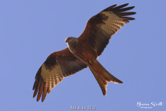 Red Kite