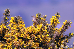 Skylark