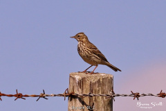 Skylark