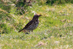 Song Thrush