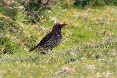 Song Thrush