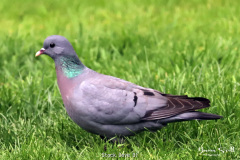Stock Dove