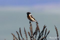 Stonechaat Male