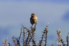 Stonechat Female