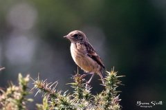 Stonechat Juvenile