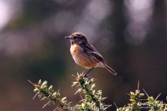 Stonechat Juvenile