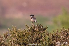 Stonechat Male