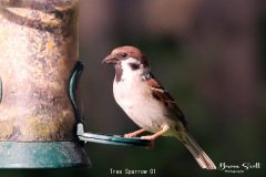 Tree Sparrow