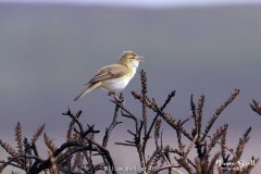 Willow Warbler
