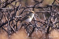 Willow Warbler