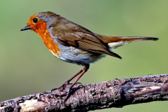 My garden Birds