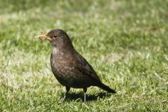 Blackbird (Female) Turdus merula