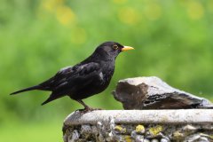 Blackbird Male