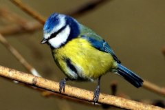 Blue Tit