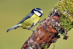 Blue Tit