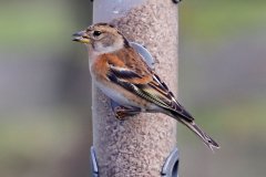 Brambling