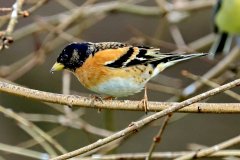 Brambling