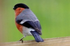 Bullfinch