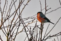 Bullfinch