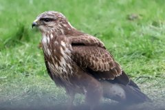 Buzzard in Garden