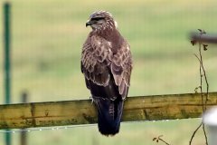 Buzzard in Garden