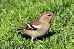 Chaffinch Female